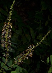 Amorpha ouachitensis