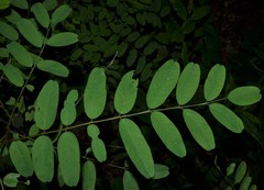 Amorpha ouachitensis