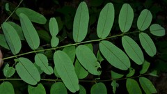 Amorpha ouachitensis