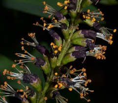 Amorpha ouachitensis