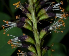 Amorpha ouachitensis