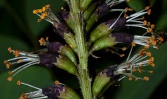 Amorpha ouachitensis