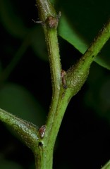Amorpha ouachitensis