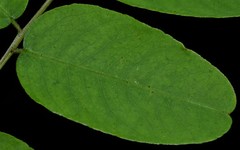 Amorpha ouachitensis