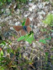 Cyaniris semiargus