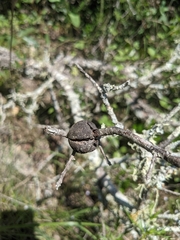 Callirhytis quercusbatatoides