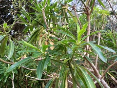 Euphorbia mellifera