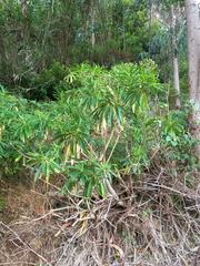 Euphorbia mellifera