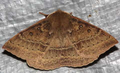 Anthela repleta