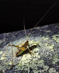 Paratlanticus ussuriensis