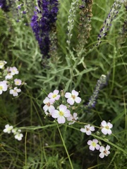 Dontostemon integrifolius