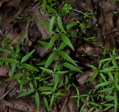 Galium arkansanum