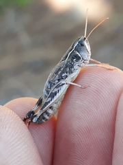 Bruneria shastana