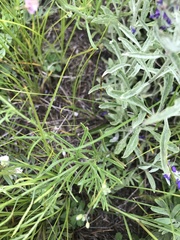 Dontostemon integrifolius