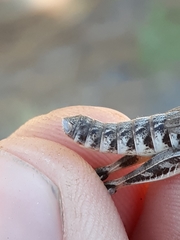 Bruneria shastana