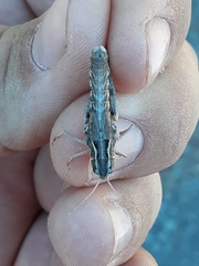 Bruneria shastana
