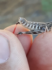 Bruneria shastana