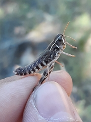 Bruneria shastana