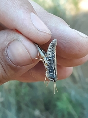 Bruneria shastana