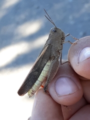 Cratypedes neglectus