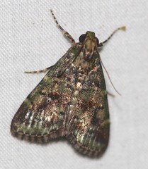 Orthaga atribasalis