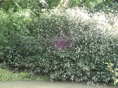 Justicia carnea