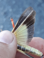 Cratypedes neglectus