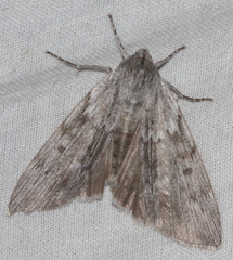 Capusa graodes