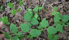Lonicera flava