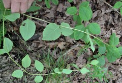 Lonicera flava