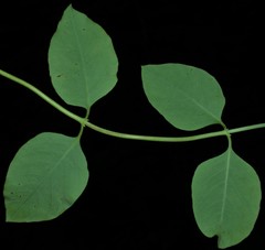 Lonicera flava