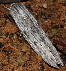 Capusa graodes