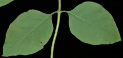 Lonicera flava