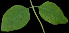 Lonicera flava