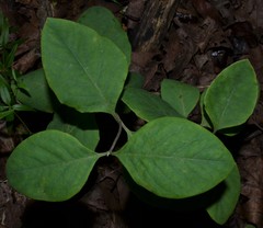 Lonicera flava