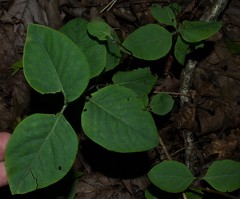 Lonicera flava