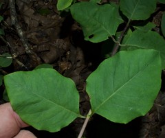 Lonicera flava