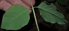 Lonicera flava