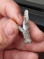 Trimerotropis cyaneipennis