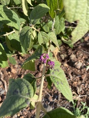 Callicarpa pedunculata