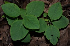 Lonicera flava
