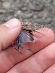 Trimerotropis cyaneipennis