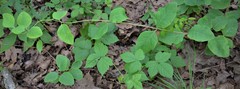 Lonicera flava