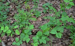 Lonicera flava
