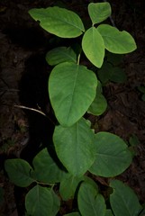 Lonicera flava