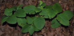 Lonicera flava