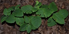 Lonicera flava