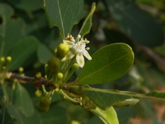 Erythroxylum monogynum