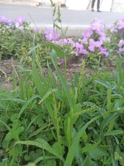 Echinochloa crus-galli
