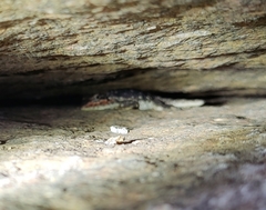 Psammophilus dorsalis